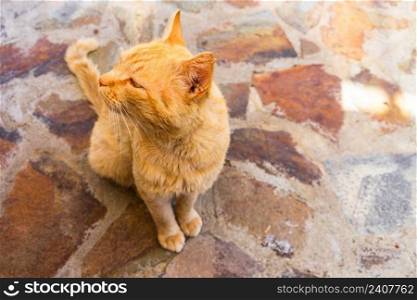 Sweet lazy ginger kitten - orange kitten close up