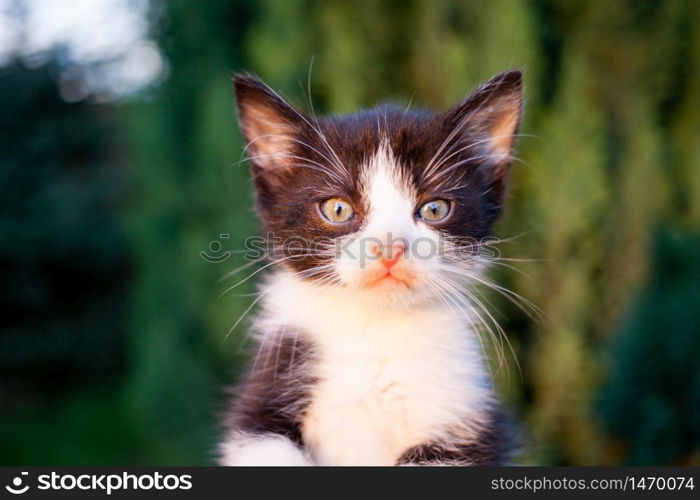 sweet little black and white kitty in a human palm