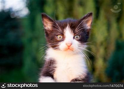 sweet little black and white kitty in a human palm