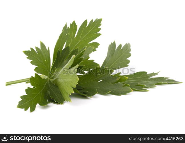 Sweet parsley leaves isolated on white background cutout
