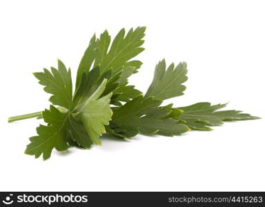 Sweet parsley leaves isolated on white background cutout