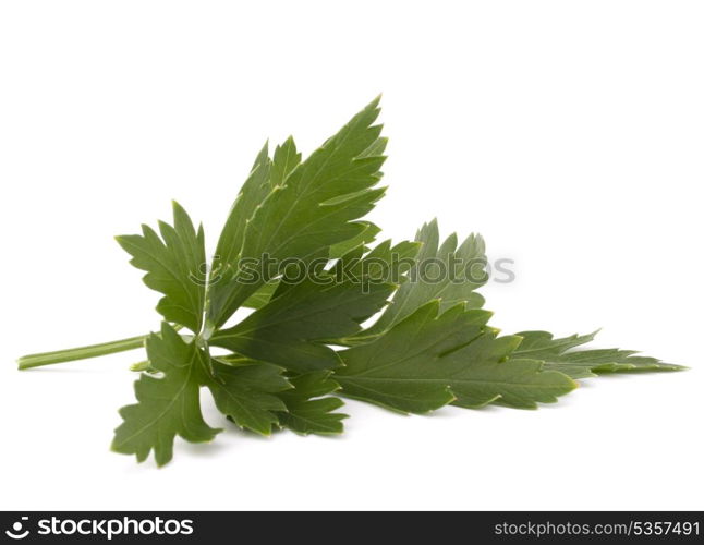 Sweet parsley leaves isolated on white background cutout