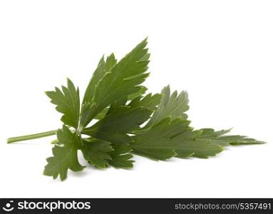 Sweet parsley leaves isolated on white background cutout