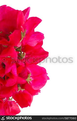 Sweet pea flowers. Sweet pea flowers border isolated on white background