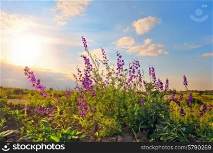 Sweet pea in the sunset field