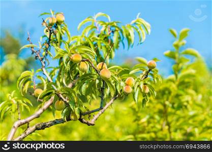 Sweet peach fruits growing on a peach tree branch