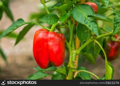 Sweet peppers on the vine