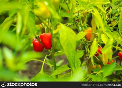 Sweet peppers on the vine