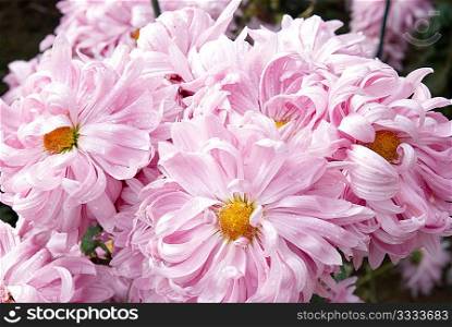 Sweet pink chrysanthemums.
