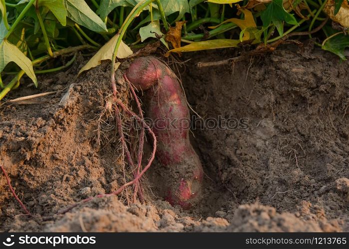 Sweet potato on ground just harvested from farm