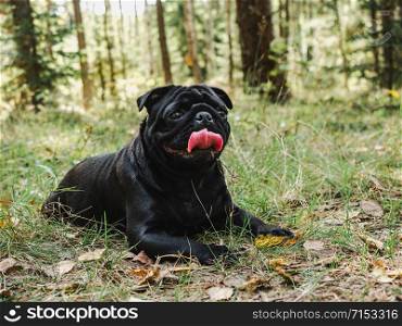 Sweet puppy of black color on a background of green trees in a beautiful, quiet forest. Clear, sunny day. Close-up, outdoor. Concept of care, education, obedience, training and raising of pets. Sweet, cute puppy of black color. Close-up