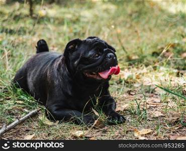 Sweet puppy of black color on a background of green trees in a beautiful, quiet forest. Clear, sunny day. Close-up, outdoor. Concept of care, education, obedience, training and raising of pets. Sweet puppy of chocolate color with a wreath