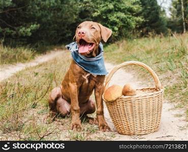 Sweet puppy of chocolate color on a background of green trees in a beautiful, quiet forest. Clear, sunny day. Close-up, outdoor. Concept of care, education, obedience training, raising of pets. Sweet puppy in a beautiful, quiet forest