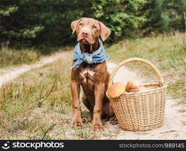 Sweet puppy of chocolate color on a background of green trees in a beautiful, quiet forest. Clear, sunny day. Close-up, outdoor. Concept of care, education, obedience training, raising of pets. Sweet puppy in a beautiful, quiet forest