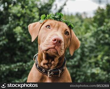 Sweet puppy of chocolate color, sitting on the grass on a sunny morning and wreath of white clover flowers. Close-up, outdoors. Concept of care, education, obedience, training and raising of pets. Sweet puppy of chocolate color with a wreath