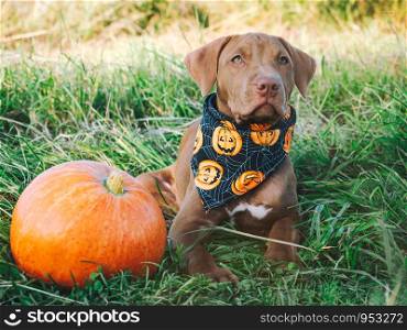 Sweet puppy of chocolate color, sitting on the grass on a sunny morning and bright scarf with a pumpkin pattern. Close-up, outdoors. Concept of care, education, obedience training and raising of pets. Puppy of chocolate color, sitting on the grass