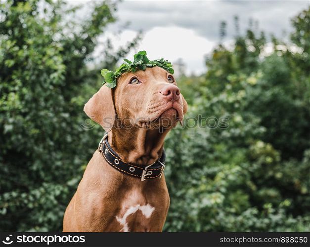 Sweet puppy of chocolate color with a wreath of clover leaves sitting on a background of trees on a clear, summer day. Close-up. Concept of care, education, obedience training and raising of pets. Sweet puppy of chocolate color with a wreath