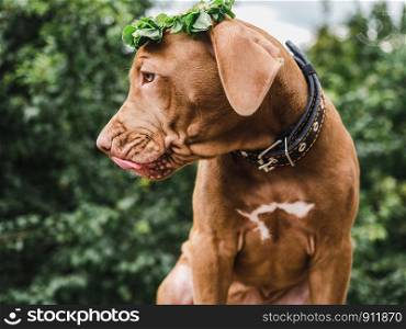 Sweet puppy of chocolate color with a wreath of clover leaves sitting on a background of trees on a clear, summer day. Close-up. Concept of care, education, obedience training and raising of pets. Sweet puppy of chocolate color with a wreath