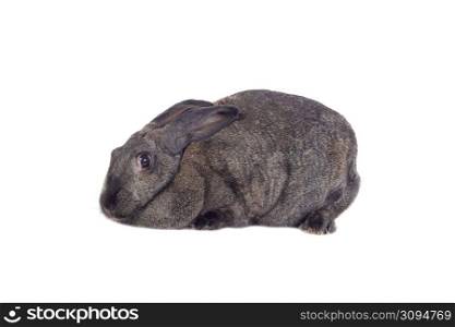 Sweet rabbit cute bunny isolated on a white background