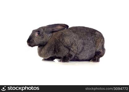Sweet rabbit cute bunny isolated on a white background