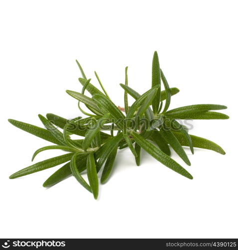 Sweet rosemary leaves isolated on white background