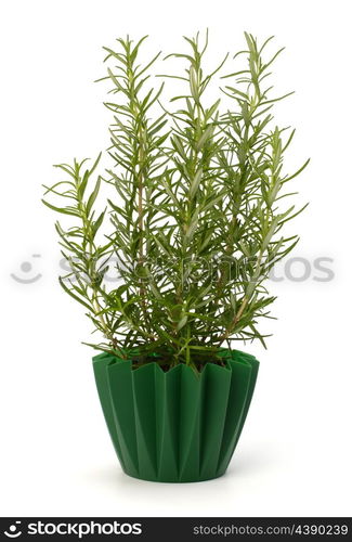 Sweet rosemary leaves isolated on white background