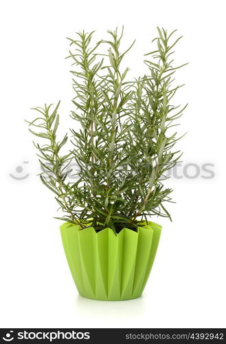 Sweet rosemary leaves isolated on white background