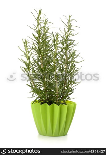 Sweet rosemary leaves isolated on white background