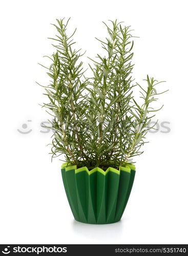 Sweet rosemary leaves isolated on white background