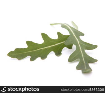 Sweet rucola salad or rocket lettuce leaves isolated on white background