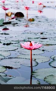 Sweet soft pink lotus water lilies full bloom under morning light - pure and beautiful tropical water plant in Thailand