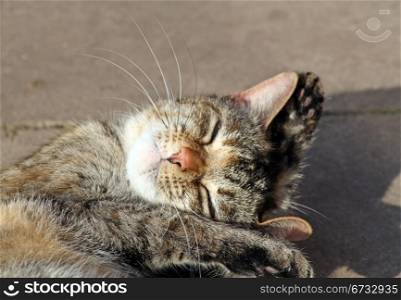 sweet tabby cat sun bathing