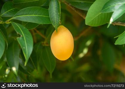 Sweet yellow marian plum or plum mango tropical fruit on tree