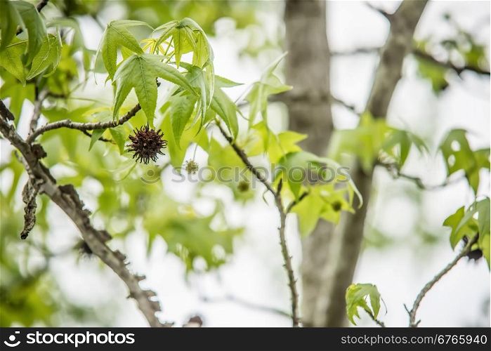 Sweetgum tree branch ( Liquidambar styraciflua)
