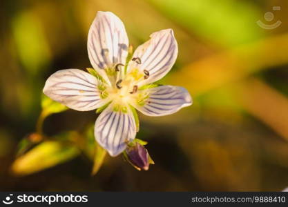 Swertia striata Coll. Beautiful white blooming in nature. Found in Burma and northern Thailand.