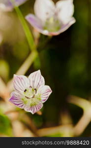 Swertia striata Coll. Beautiful white blooming in nature. Found in Burma and northern Thailand.