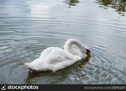 Swimming cygnus olor swan. Has a characteristic outgrowth at the base of the beak. Shot at Leazes Park