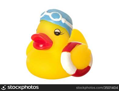 Swimming duck isolated on a over white background
