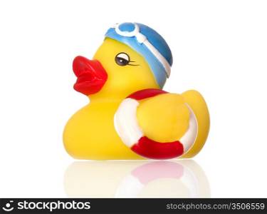 Swimming duck isolated on a over white background