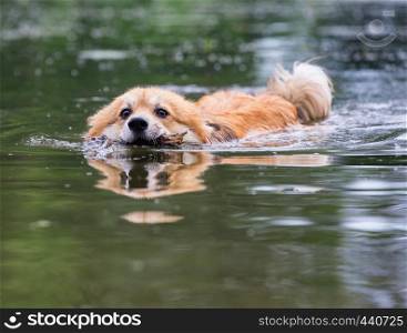 swimming fluffy corgi dog holding the stick at the teeth