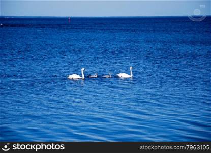 Swimming mute swan family in deep blue water in the Baltic Sea