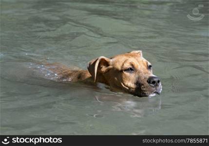 swimming puppy american staffordshire terrier in a river
