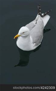 Swimming Seagull