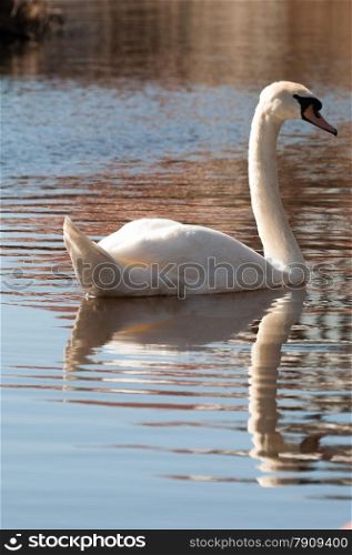 swimming swan in the sun