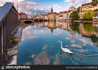Swimming white swan in river Limmat, Fraumunster and St Peter church at sunrise in Old Town of Zurich, the largest city in Switzerland. Zurich, the largest city in Switzerland