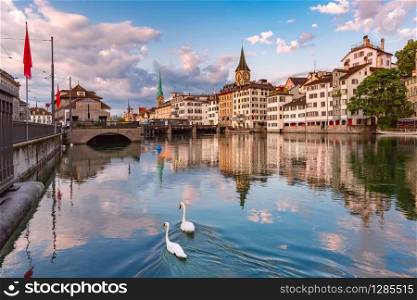 Swimming white swans in river Limmat, Fraumunster and St Peter church at sunrise in Old Town of Zurich, the largest city in Switzerland. Zurich, the largest city in Switzerland