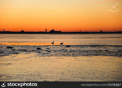 Swimmning swans by sunset with the skyline of the city Kalmar in Sweden by the horizon