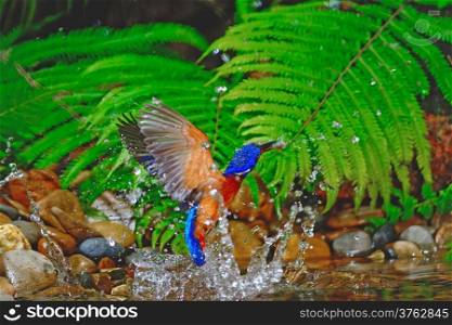 Swing bird, catching fish, male Blued-eared Kingfisher (Alcedo meninting)
