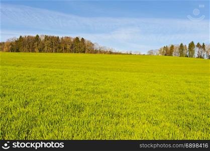 Swiss landscape with forests and meadow early in the morning. Agriculture in Switzerland, fields and pastures.