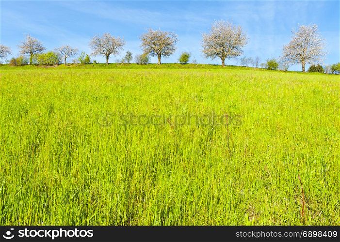Swiss landscape with trees and meadows early in the morning. Agriculture in Switzerland, fields and pastures.
